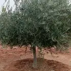 زراعه.الزيتون.وزراعه.النخيل.وتركيب.الشبوك