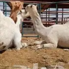 حلاق ابل القصيم واجميع المملكه لو عندك حلال وجد.