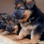 جراوي جيرمن شيبرد شولاين