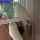 احتاج طيور بادجي نفس اللي بالصورة