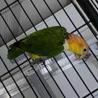 ذكر كايك وايت بيلي