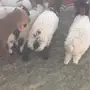 هرافي نعيم 