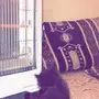 قط شيرازي للبيع 