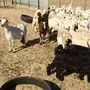 ضأن وماعز للبيع 