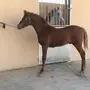 مهر حصان 