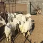 الباحه-العقيق