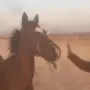 المدينه -   ،مهر  الاسم