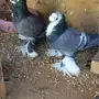 زوج ساكسون بطباته