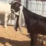 مشروع فحل 