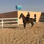 فرس شعبيه للبيع