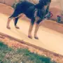 German shepherd pure