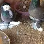 زوج ساكسون بطباته