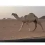 حائل - جمل طيب بعير المساعره