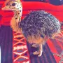 نعام افريقي