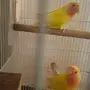 روز رد فيس 
