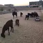 معزه عوارض 