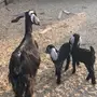 عنز عارضيه