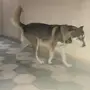 هاسكي flipped 