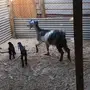 عنز عارضيه