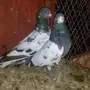 حمام للبيع 