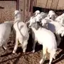 الباحه العقيق