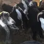 معزا للبيع