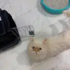 Persian cat for adoption
