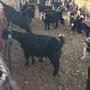 معزا 