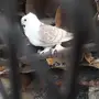 حمام
