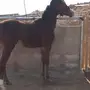 مهر حصان 