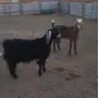 معزاء مشاريك بفحلها