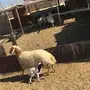 رغوث نعيميه