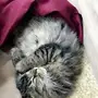 قط شيرازي من اب هملايا 