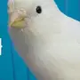 كناري ابيض مغرد