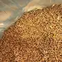 قمح القصيم عالي الجودة - للبيع