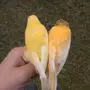 جوز كناري جاهز للإنتاج