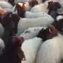 للبيع هرافي طيبات 