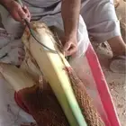 قلب نخل - جذب نخل - لب نخل - جمار نخل - شحم نخل للبيع