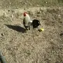 دجاج بلدي بياض للبيع 