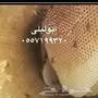 عسل سدر وشوكه وخليه اصلي وشرط وعلي الفحص 