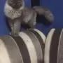 قطه شيرازي 