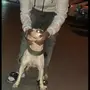 بيتبول