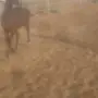المدينه - مهر    الاسم :