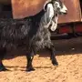 معزاللبيع