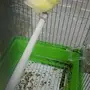 ذكر كناري اصفر
