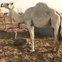 بكر مصغر 