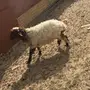خروف نعيمي