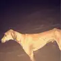 سلوقي . سلقه 