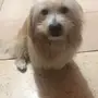 كلب ماليتز للبيع