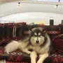 alaskan malamute 